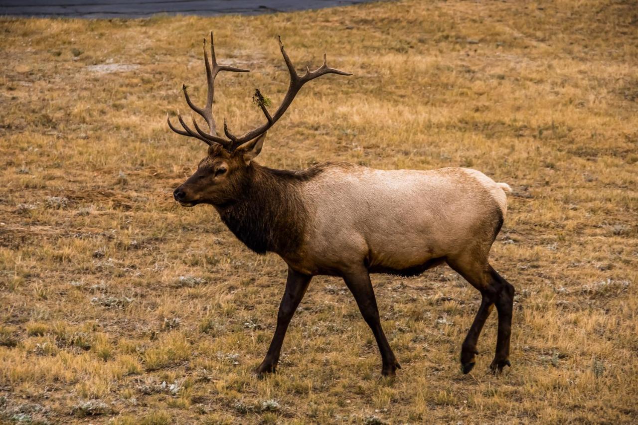 Murray'S Hangar #6046 Estes Park Luaran gambar